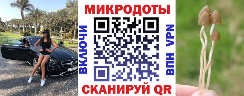 Псилоцибиновые грибы Psilocybine cubensis  Елизаветинская 